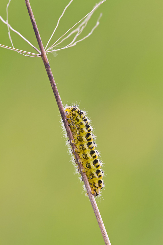 Burnet Moth caterpillar